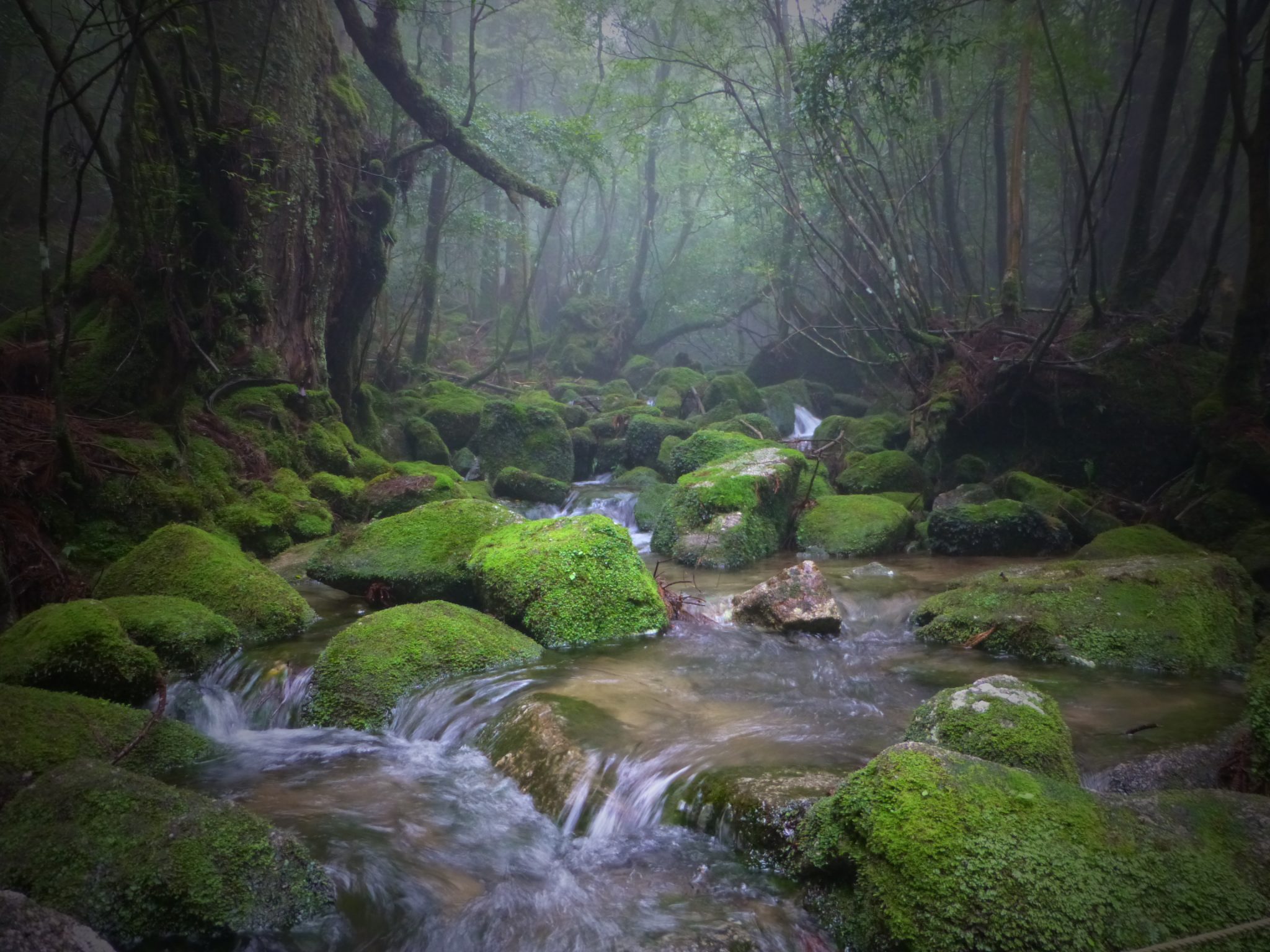 Yakushima Forest Tour Gallery