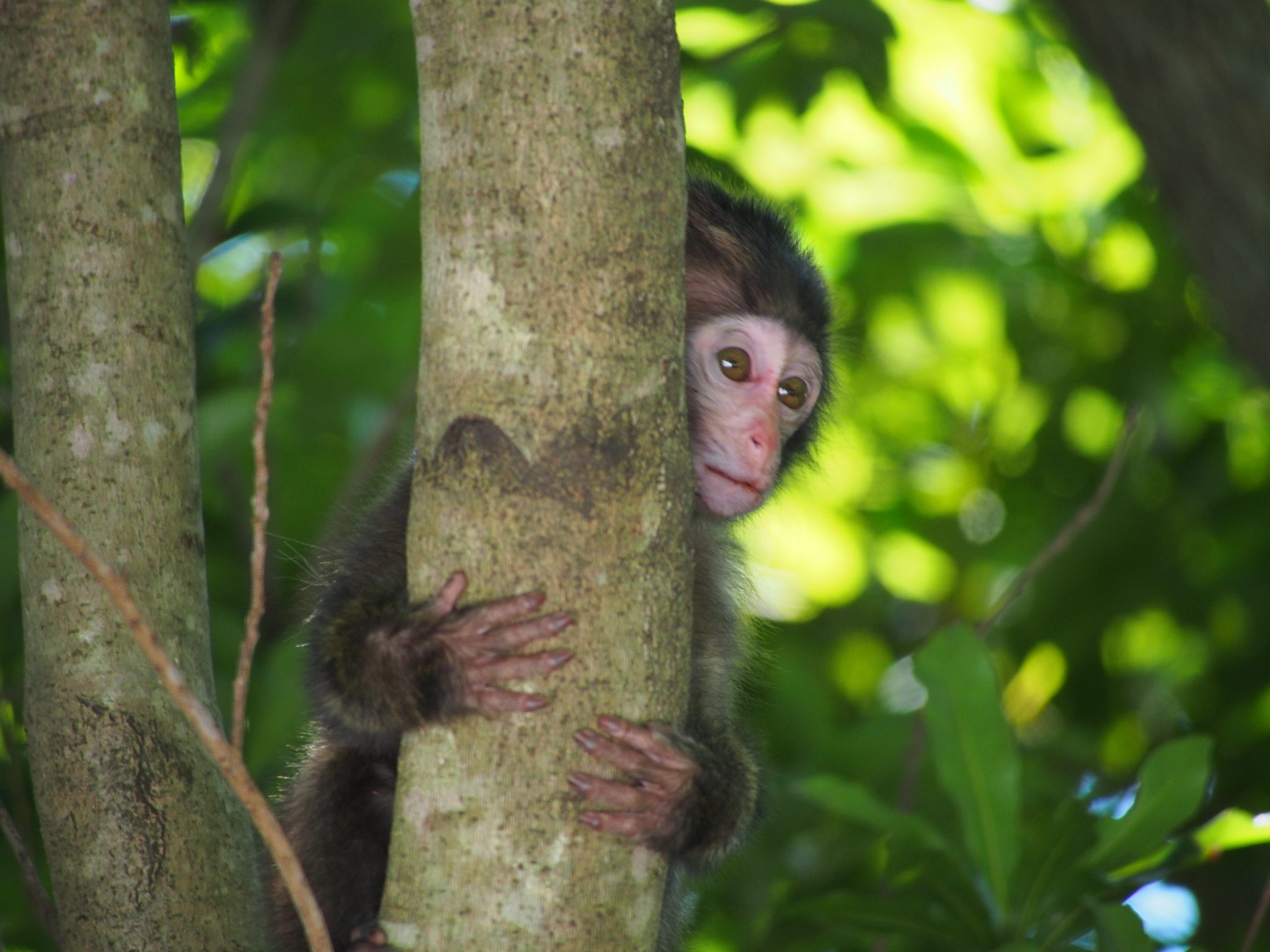 Yakushima Deer & Monkey Gallery