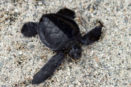 Young Green Turtle