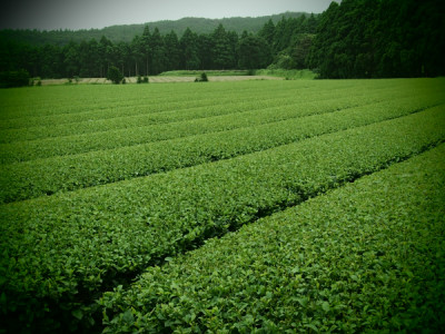 Tea Fields